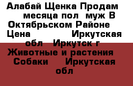 Алабай Щенка Продам 1.5 месяца пол- муж.В Октябрьском Районе. › Цена ­ 10 000 - Иркутская обл., Иркутск г. Животные и растения » Собаки   . Иркутская обл.